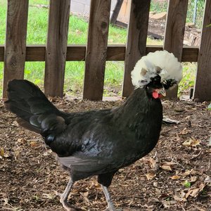 Backyard Chicken Consult