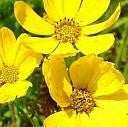 Prairie Coreopsis (Coreopsis palmata)